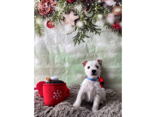 West Highland White Terrier Dog Male White 25974 Petland Las Vegas, Nevada