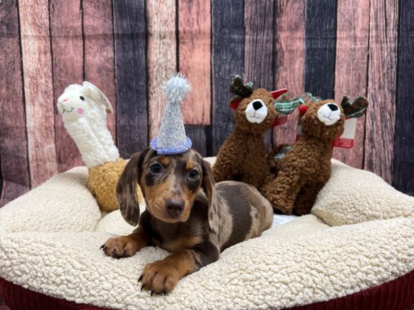 Dachshund Dog Female Chocolate Dapple 25997 Petland Las Vegas, Nevada