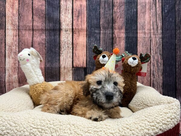 Soft Coated Wheaten Terrier Dog Female Wheaten 26014 Petland Las Vegas, Nevada