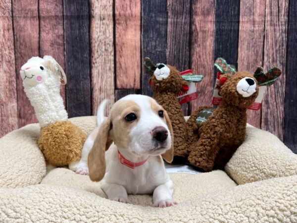 Beagle-Dog-Female-Lemon and White-26010-Petland Las Vegas, Nevada