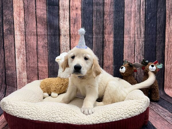 Golden Retriever Dog Male Golden 26021 Petland Las Vegas, Nevada