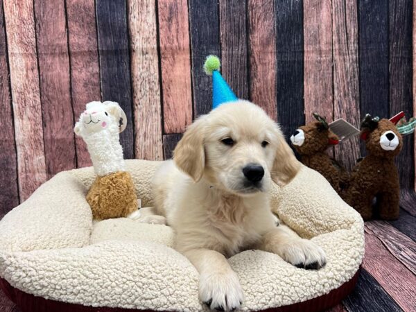 Golden Retriever Dog Male Golden 26022 Petland Las Vegas, Nevada