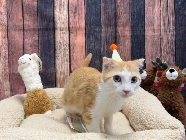 Scottish Fold Cat Male Red & White 26023 Petland Las Vegas, Nevada