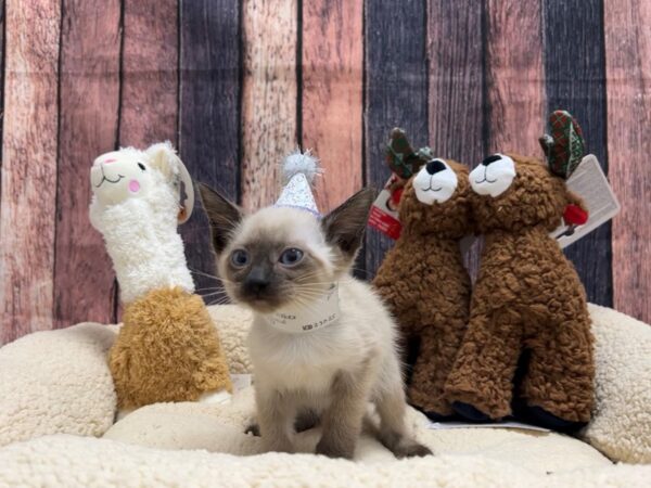 Siamese-Cat-Female-Seal Point-26024-Petland Las Vegas, Nevada