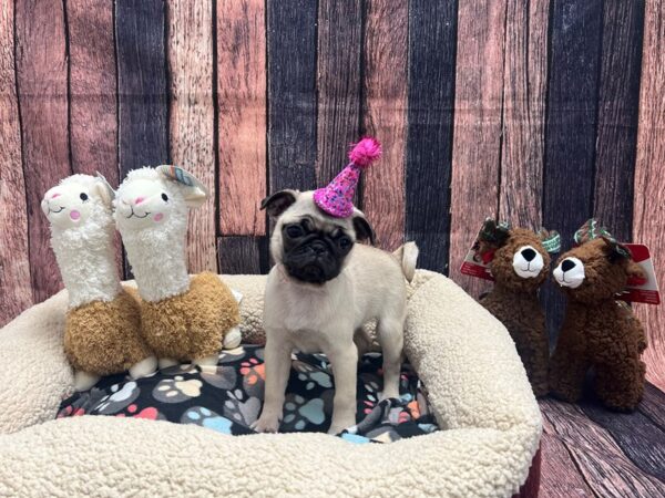 Pug Dog Female Fawn 25994 Petland Las Vegas, Nevada