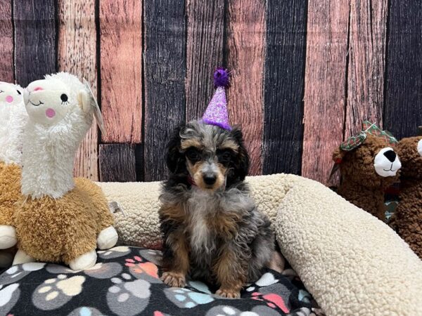 Poodle Dog Female Merle 26012 Petland Las Vegas, Nevada