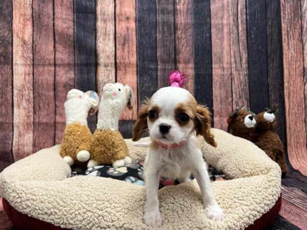 Cavalier King Charles Spaniel Dog Female Blenheim 25996 Petland Las Vegas, Nevada