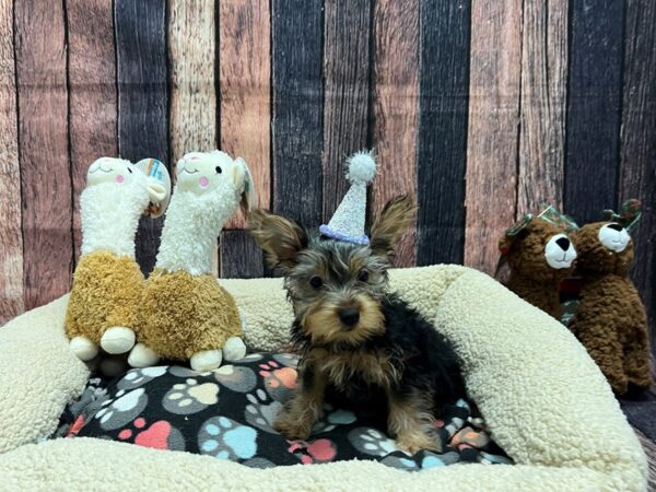 Silky Terrier Dog Male Silver Black and Tan 26013 Petland Las Vegas, Nevada