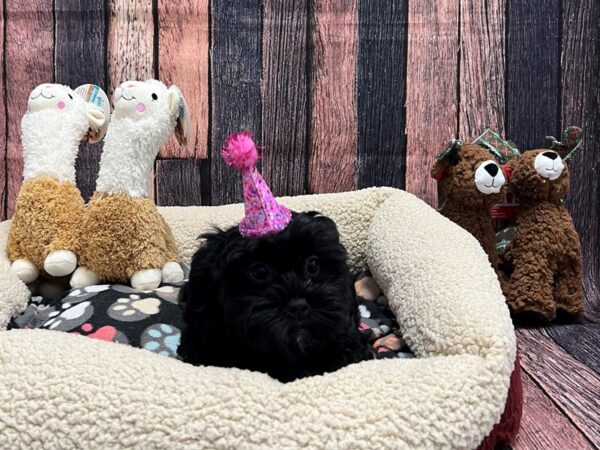 Poodle/Shih Tzu Dog Female Black 26016 Petland Las Vegas, Nevada