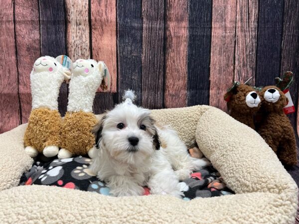 Bichon Frise/Shih Tzu Dog Female Gold and White 26015 Petland Las Vegas, Nevada