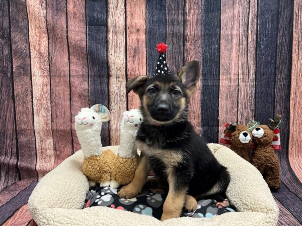 German Shepherd Dog Dog Female Black / Tan 25984 Petland Las Vegas, Nevada