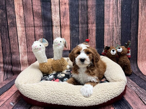 F1B Mini Bernedoodle Dog Female Red 25986 Petland Las Vegas, Nevada