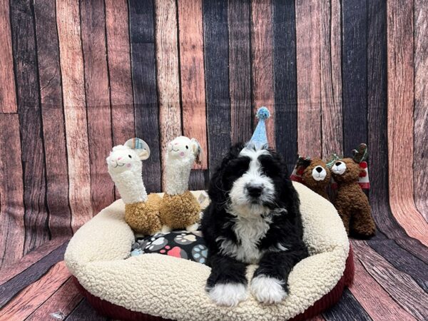 Bernese Mountain Dog/Standard Poodle-Dog-Male-Black / White-25983-Petland Las Vegas, Nevada