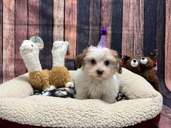 Havanese-Dog-Female-Red Sable-26002-Petland Las Vegas, Nevada