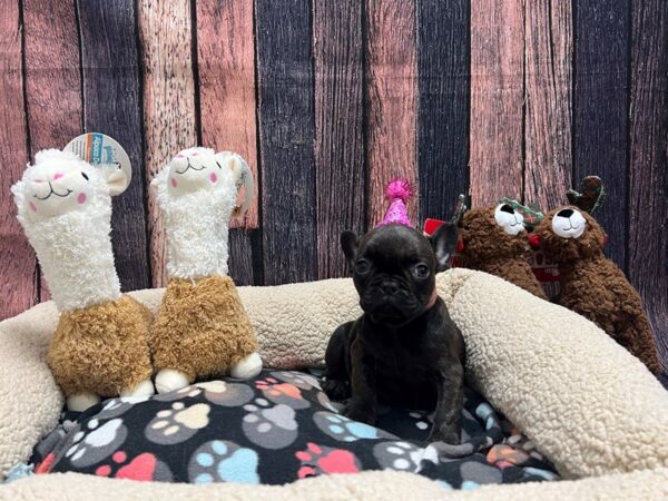 French Bulldog Dog Female Brindle 25998 Petland Las Vegas, Nevada