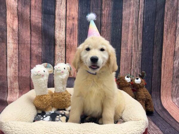 Golden Retriever Dog Male Golden 25989 Petland Las Vegas, Nevada