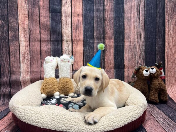 Labrador Retriever Dog Male Yellow 25990 Petland Las Vegas, Nevada