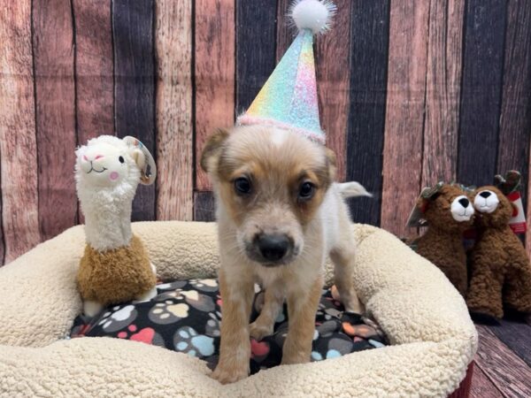 Australian Cattle Dog Dog Female Red Mottled 26007 Petland Las Vegas, Nevada