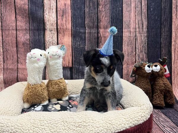 Australian Cattle Dog Dog Male Blue Black and Tan 26008 Petland Las Vegas, Nevada