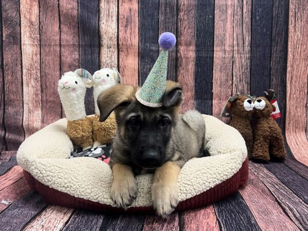 German Shepherd Dog Dog Male Sable 26000 Petland Las Vegas, Nevada