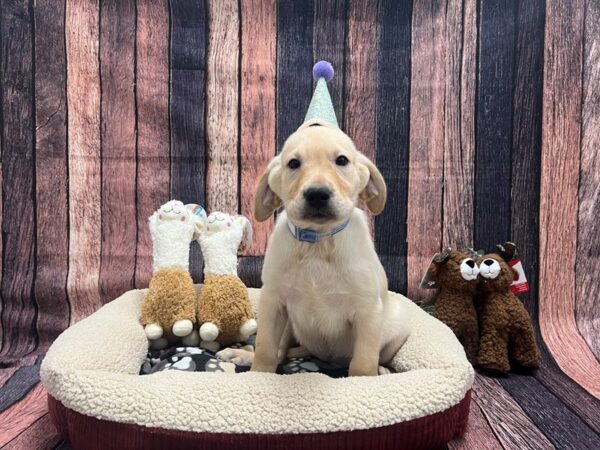 Labrador Retriever Dog Male Yellow 26005 Petland Las Vegas, Nevada