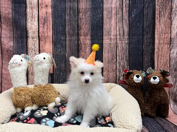 Pomeranian-Dog-Female-Cream-26011-Petland Las Vegas, Nevada