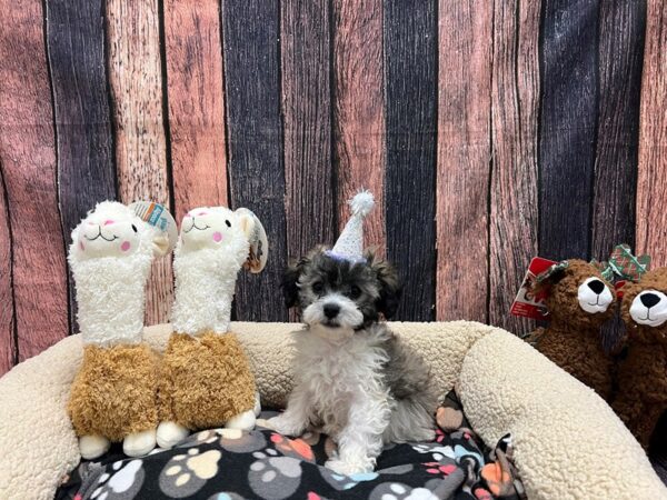 Bichon Frise/Poodle Dog Female Silver Beige 26017 Petland Las Vegas, Nevada