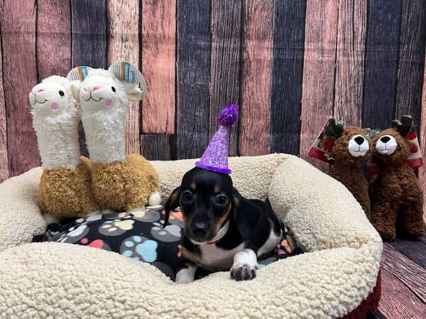 Dachshund Dog Female Black / Tan 25988 Petland Las Vegas, Nevada