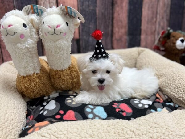 Maltese-Dog-Male-White-25991-Petland Las Vegas, Nevada