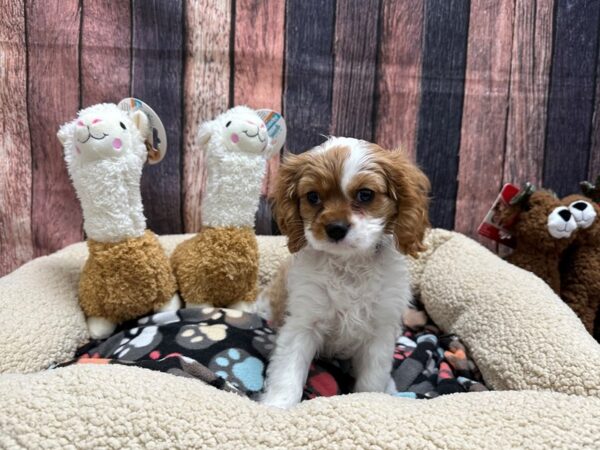 Cavalier King Charles Spaniel Dog Male Blenheim 25995 Petland Las Vegas, Nevada