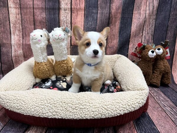 Pembroke Welsh Corgi Dog Male Sable / White 25992 Petland Las Vegas, Nevada