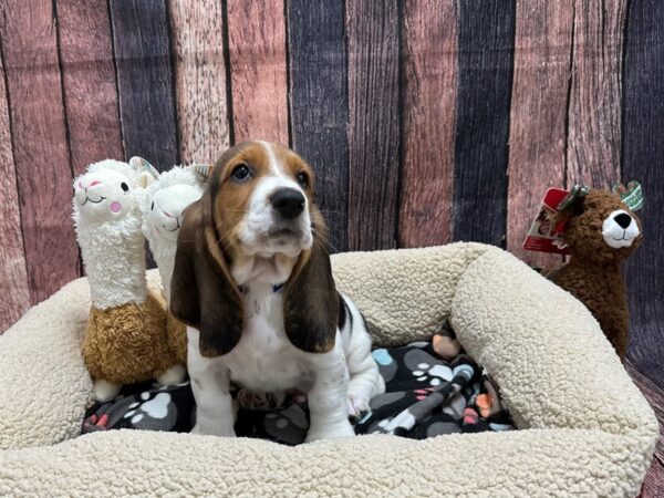 Basset Hound-Dog-Male-Black Tan / White-25993-Petland Las Vegas, Nevada