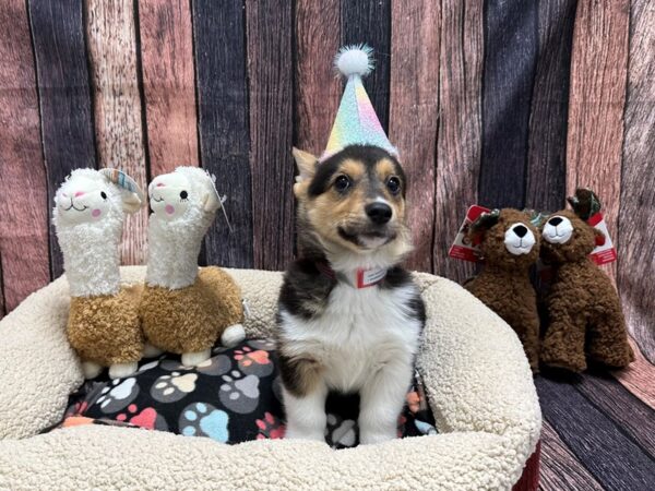 Pembroke Welsh Corgi Dog Female Black and Tan 26006 Petland Las Vegas, Nevada