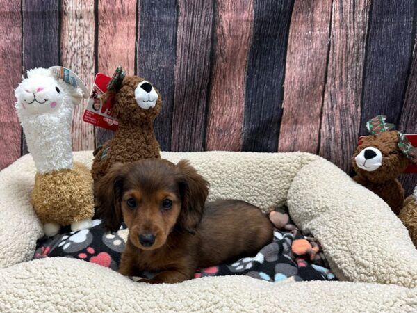 Dachshund Dog Female Wild Boar 25980 Petland Las Vegas, Nevada