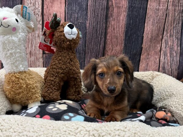 Dachshund Dog Male Red 25981 Petland Las Vegas, Nevada