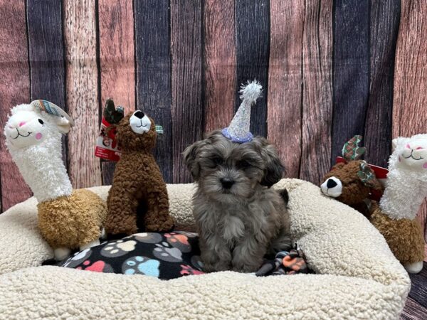 Poodle/Shih Tzu Dog Female Blue Merle 25987 Petland Las Vegas, Nevada