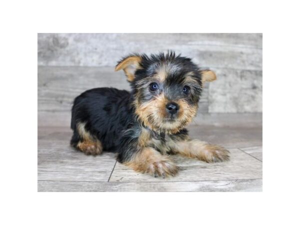 Silky Terrier Dog Female Black / Tan 26048 Petland Las Vegas, Nevada