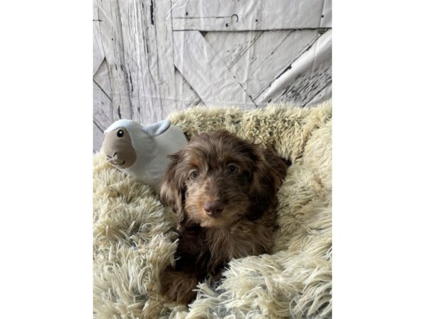 Dachshund/Poodle-Dog-Female-Chocolate Merle-26051-Petland Las Vegas, Nevada