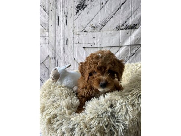 F1B Mini Goldendoodle-Dog-Male-Red-26050-Petland Las Vegas, Nevada