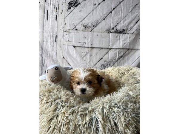 Bichon Frise/Shih Tzu Dog Male White / Red Fawn 26049 Petland Las Vegas, Nevada