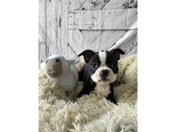 Boston Terrier-Dog-Female-Black / White-26045-Petland Las Vegas, Nevada