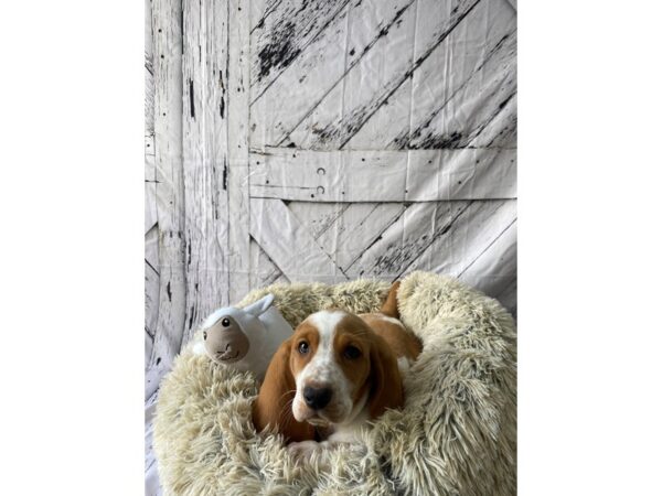 Basset Hound Dog Male Red / White 26044 Petland Las Vegas, Nevada