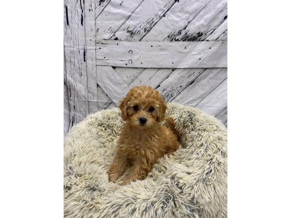 F1BB Mini Goldendoodle Dog Female Golden 26042 Petland Las Vegas, Nevada