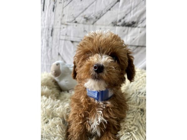 Poodle-Dog-Male-Red-26040-Petland Las Vegas, Nevada