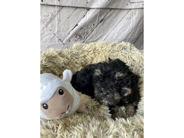 Havanese-Dog-Male-Black and Tan-26037-Petland Las Vegas, Nevada