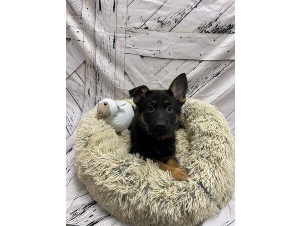 German Shepherd Dog Dog Female Black and Tan 26036 Petland Las Vegas, Nevada