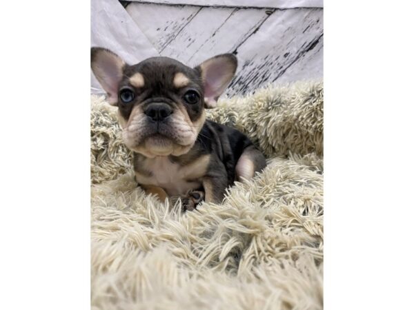 French Bulldog Dog Female Blue Merle 26034 Petland Las Vegas, Nevada