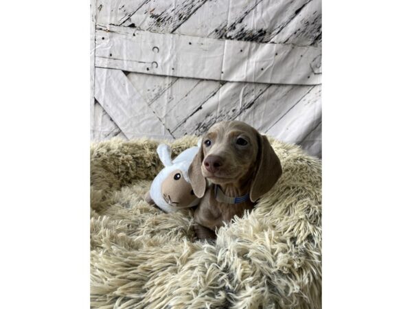 Dachshund Dog Male Blue and Tan 26033 Petland Las Vegas, Nevada