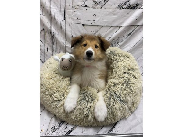 Collie Dog Female Sable 26032 Petland Las Vegas, Nevada