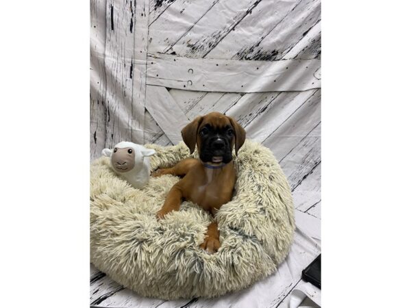 Boxer Dog Male Fawn 26029 Petland Las Vegas, Nevada